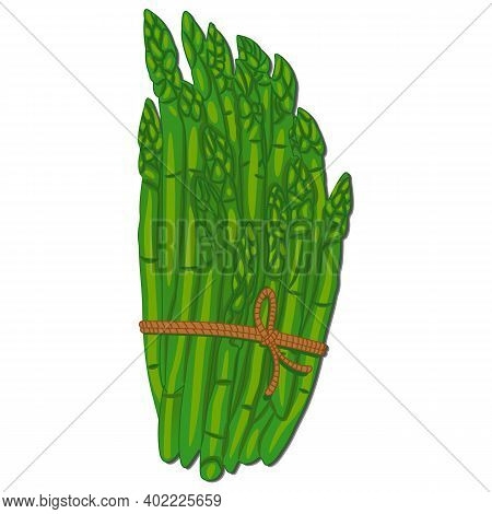 Illustration Of Fresh Green Asparagus Vegetable Stalks Tied In A Bundle Isolated On White. Healthy F