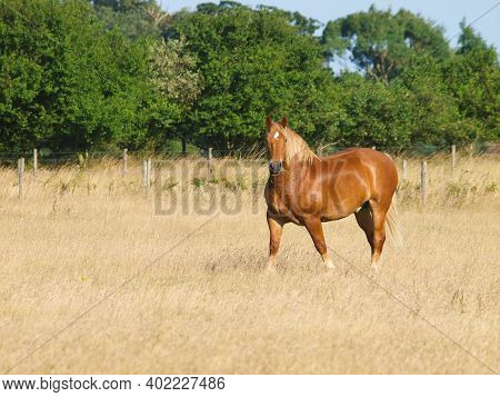 A Rare Breed Suffolk Punch Horse In A Paddock Of Long Grass.