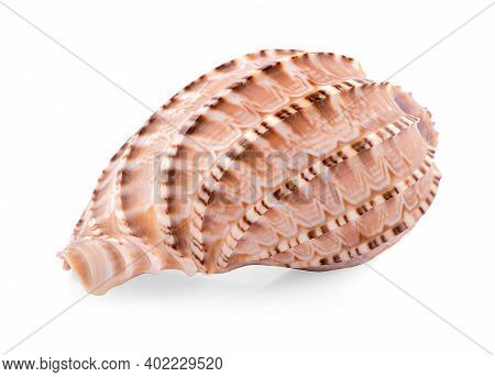 Seashell In Close-up Isolated On A White Background