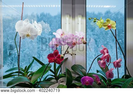Moth Orchids Blooming On Window Sill In Winter. Use Of Artificial Light In Houseplant Care