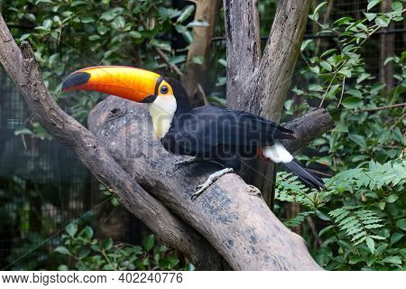 The Toco Toucan Bird On The Wood Tree In Zoology