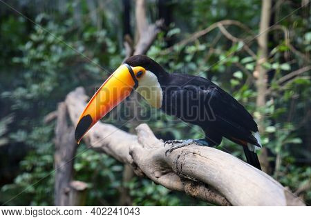 The Toco Toucan Bird On The Wood Tree In Zoology