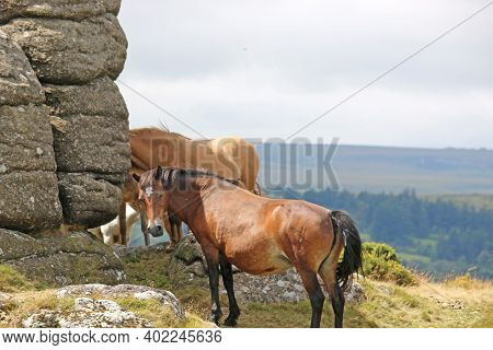 Dartmoor Ponies  By A Granite Tor On Meldon Hill