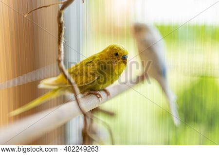 Photo Of Two Yellow And White Budgerigar In A Cage At Daytime