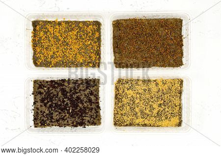 Planting Seeds In Microgreening Trays. Seed Germination. Growing Microgreens. View From Above.