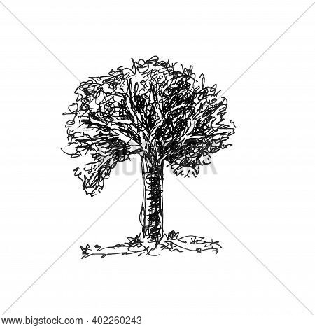 Hand Drawn Old Tree Isolated On White Background.sketch Illustration.