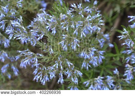 Balkan Endemic Blue Flowers - Latin Name - Moltkia Petraea