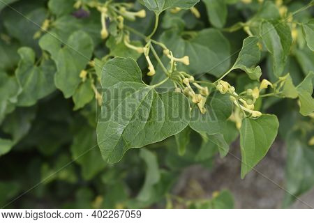 Common Birthwort - Latin Name - Aristolochia Clematitis