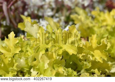 Coral Bells Lime Marmelade Leaves - Latin Name - Heuchera Lime Marmelade
