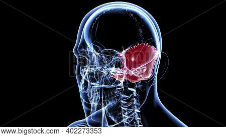 Human Skeleton Skull Occipital Bone Anatomy For Medical Concept