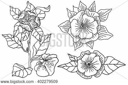 Scatch Of Spring Sakura. Vector Illustration. Flowering Branch