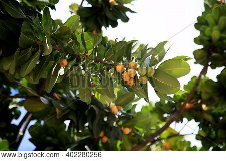 Mimusops Plant Fruit