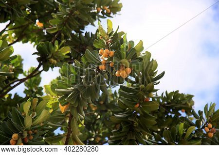 Mimusops Plant Fruit