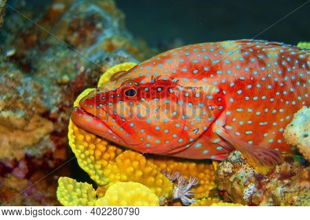 Coral Hind Fish Resting On The  Soft Coral (cephalopholis Miniata)