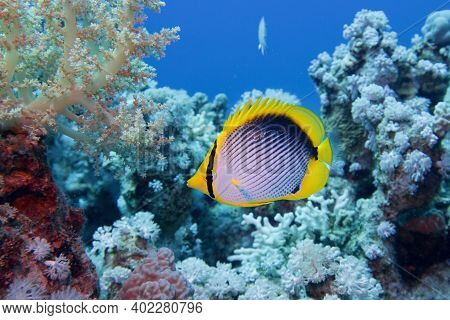 Beautiful Underwater Scene With Coral Reef And   Blackbacked Butterflyfish (chaetodon Melannotus)