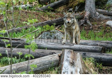 The Portrait Of Wolf In Czech Republic In His Natural Habitat In A Protected National Area In Southe