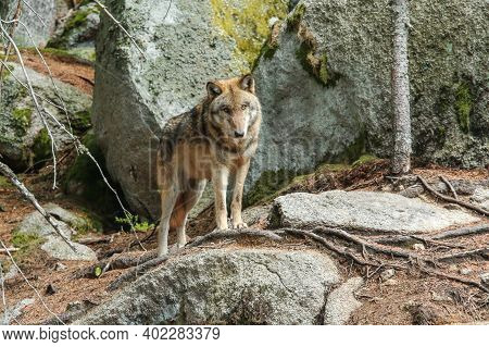 The Portrait Of Wolf In Czech Republic In His Natural Habitat In A Protected National Area In Southe