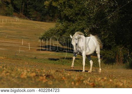 White Lipizzan Horse Galloping On Meadow. Lipizzan Mare On Pasture. Farm Rural Scene
