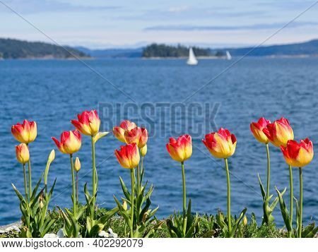 Springtime Sidney Shore