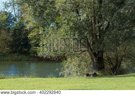 Bench Under A Tree By The River. The Blue Sky Is In The Background.