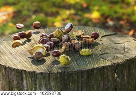 Chestnuts In Green Wrapping And Without Wrapping On A Wooden Bench. The Photo Has A Nice Bokeh In Th