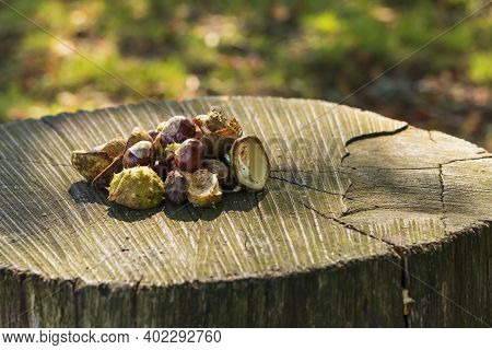 Chestnuts In Green Wrapping And Without Wrapping On A Wooden Bench. The Photo Has A Nice Bokeh In Th