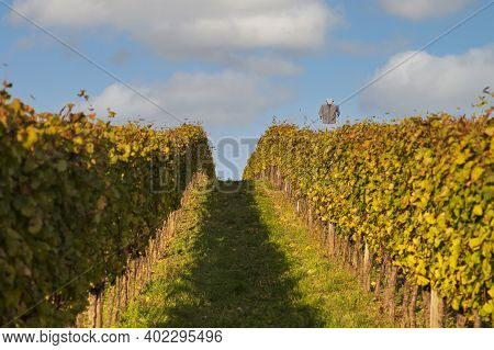 Vineyards In South Moravia Near Mikulov. On The Right Is An Artificial Scarecrow To Scare The Birds.