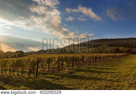 Vineyards In South Moravia Near Mikulov In The Czech Republic. In The Background Is The Holy Hill An