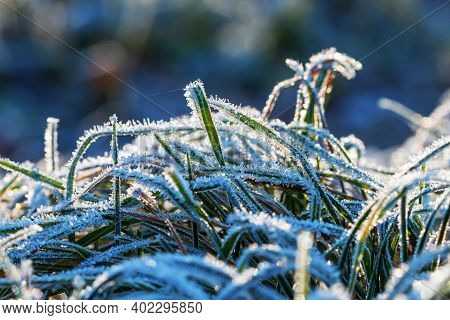 Grass On Which Are White Ice Crystals.