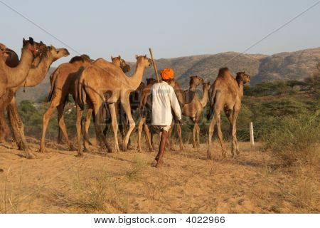 Kamel Herder afgår Pushkar Fair