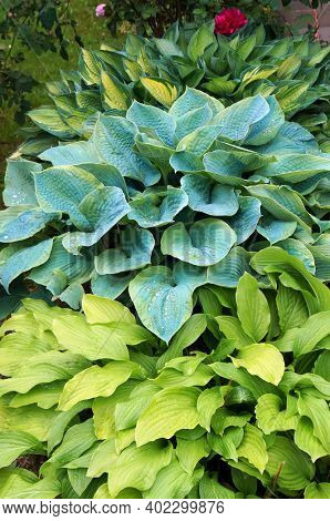 Lush green foliage of decorative plant Hosta (Funkia) with water drops on leaves after rain.