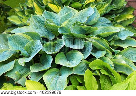 Lush green foliage of decorative plant Hosta (Funkia) with water drops on leaves after rain.        