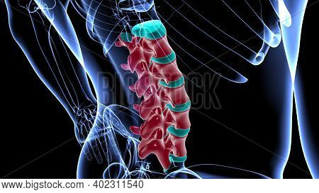 Human Skeleton Vertebral Column Lumbar Vertebrae Anatomy