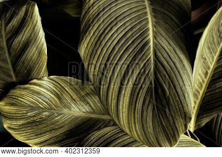 Tropical Banana Leaf Texture In Garden, Abstract Green Leaf, Large Palm Foliage Nature Dark Green Ba