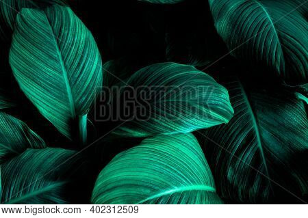 Tropical Banana Leaf Texture In Garden, Abstract Green Leaf, Large Palm Foliage Nature Dark Green Ba