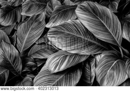 Tropical Banana Leaf Texture In Garden, Abstract Green Leaf, Large Palm Foliage Nature Dark Green Ba