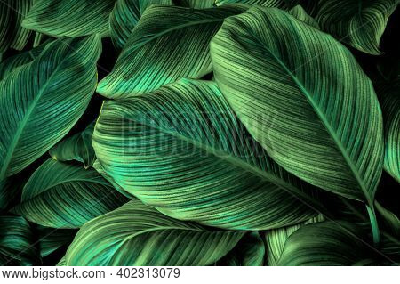 Tropical Banana Leaf Texture In Garden, Abstract Green Leaf, Large Palm Foliage Nature Dark Green Ba