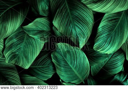 Tropical Banana Leaf Texture In Garden, Abstract Green Leaf, Large Palm Foliage Nature Dark Green Ba