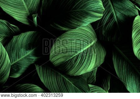 Tropical Banana Leaf Texture In Garden, Abstract Green Leaf, Large Palm Foliage Nature Dark Green Ba