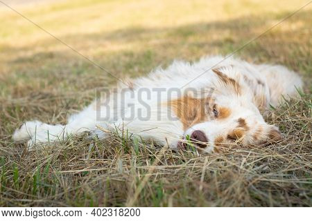 Beautiful Red Merle Australian Shepher Dog Lying On The Grass.