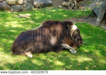 Musk Ox (lat. Ovibos Moschatus) Lying On The Grass