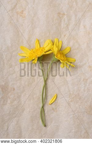 Flat lay of two yellow daisy flowers on aged parchment paper. Verticla with copy space. 