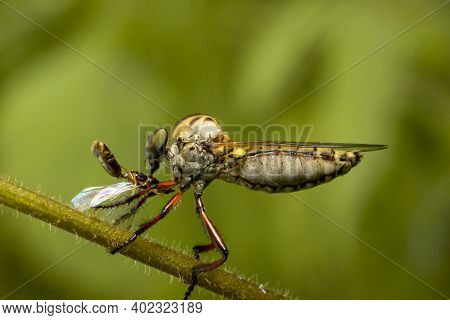 The Robber Fly Insect Or Asilidae Is An Aggressive Family Of Flies. Macro Photo Of Predatory Insects