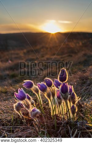 Pasque flower, National park Podyji, Southern Moravia, Czech Republic