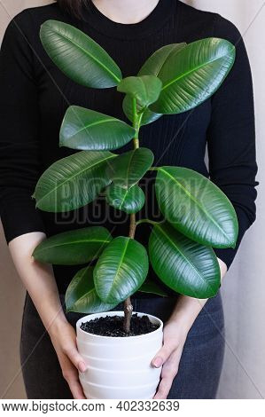 The Girl Holds In Her Hands A White Pot With A Ficus Flower. Decorative Home Plant. Ficus Elastica P
