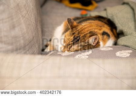 Cute Litfront View Of Cle Cat Sleeping On The Couch Pillow Having Sweet Dreams
