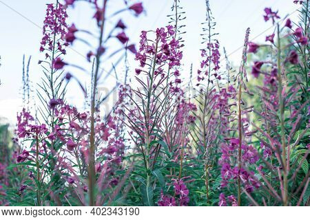 Field Of Blooming Sally Flowers Or Ivan Tea, Wild Medicinal Herbal Tea Of Willow Plant Or Epilobium