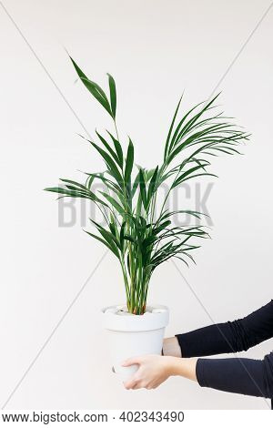 Bright Living Room With Houseplants In Woman Hands, Areca Palm, Indoor Plants. Plants In Pots New Li