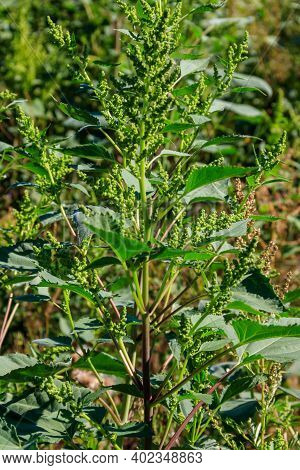 Iva Xanthiifolia Plants (cyclachaena Xanthiifolia, Giant Sumpweed, Marsh-elder)