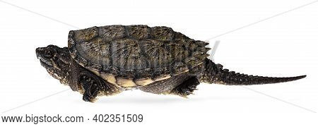 Side View Of Young Common Snapping Turtle, Isolad On White Background